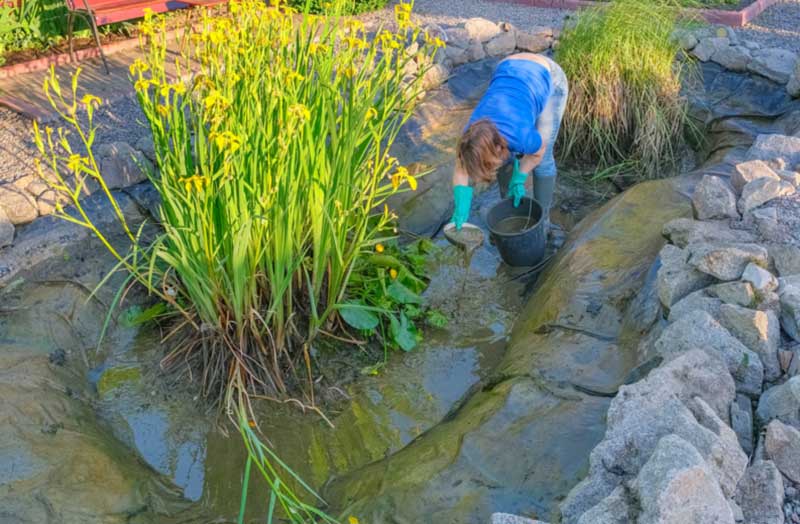 You are currently viewing Einen Gartenteich reinigen