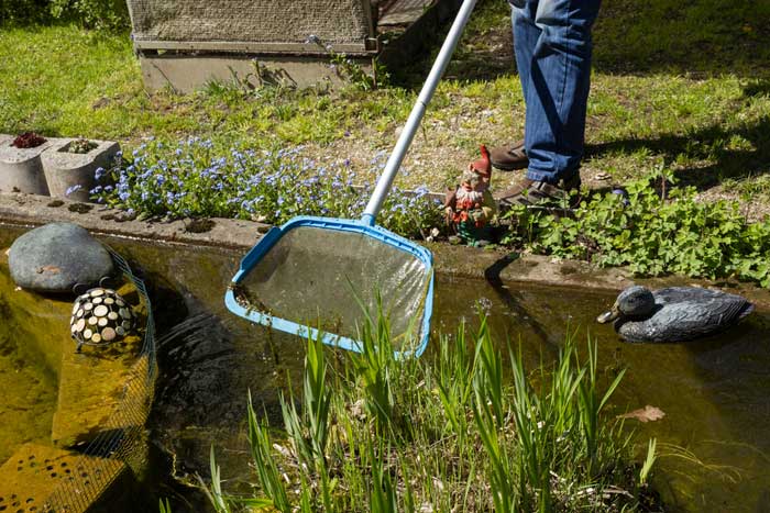 Gartenteich Reinigung mit Kescher (depositphotos.com)