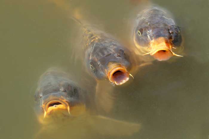 Karpfen im Teich (depositphotos.com)